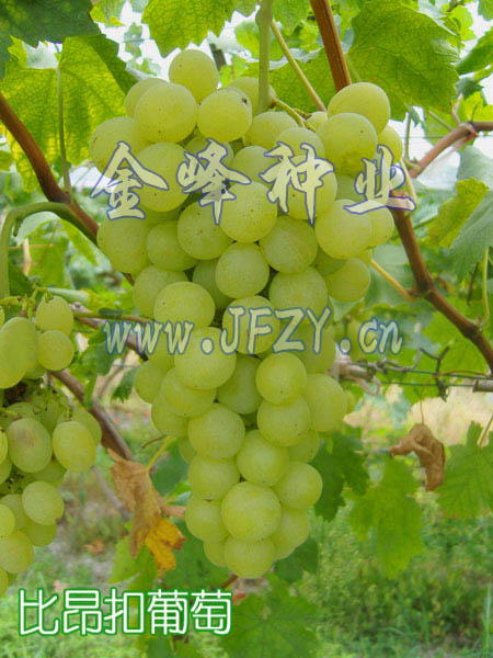 �Ȱ�������
