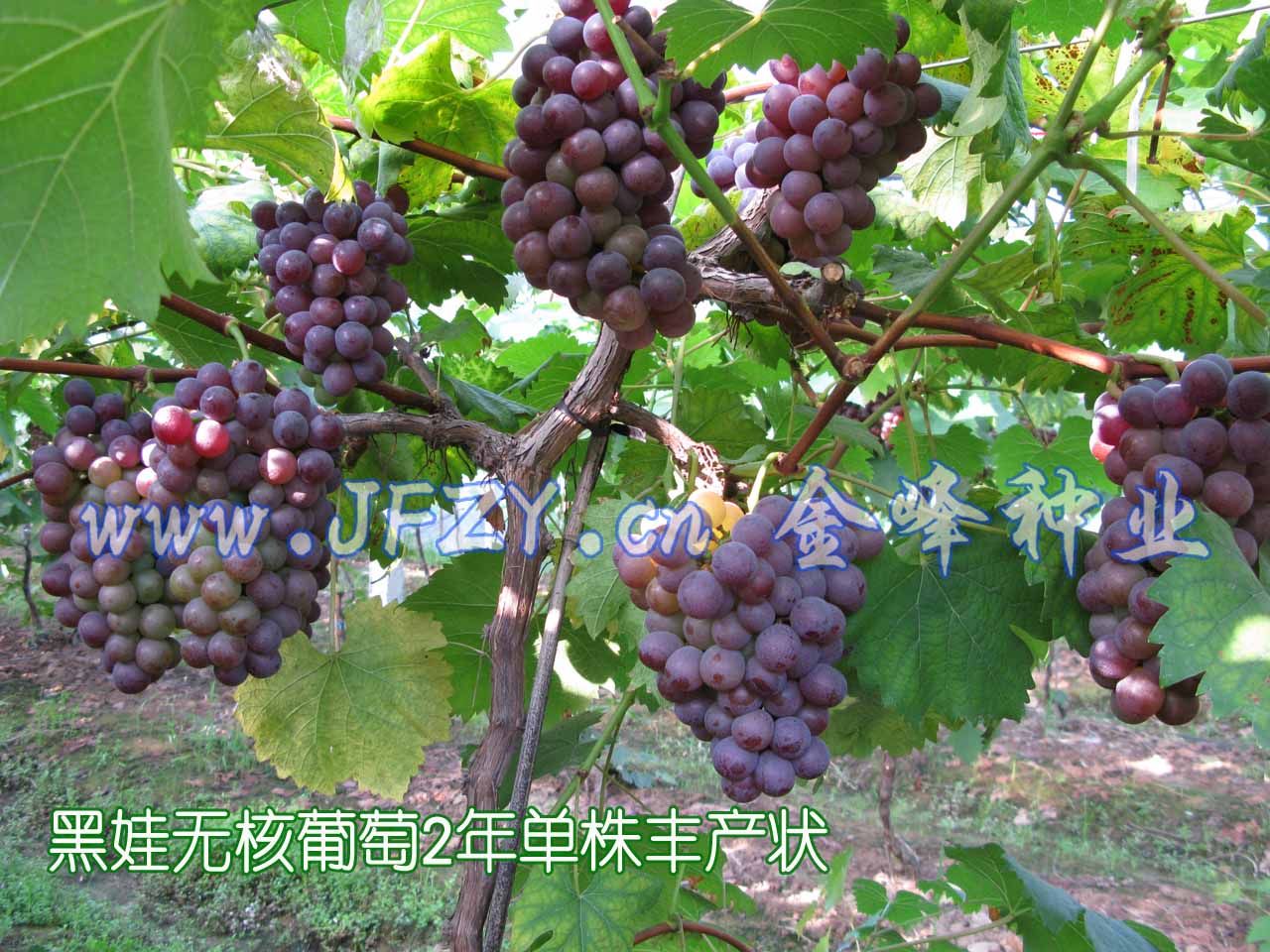 �����޺�����-2�굥����״ 