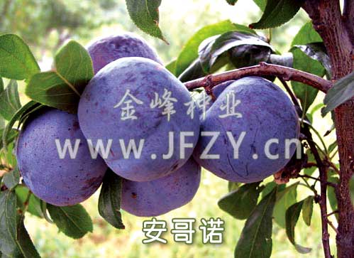 ���������� - ����ŵ