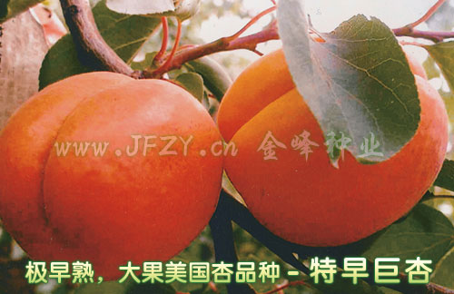 �����죬���������Ʒ�� - �������