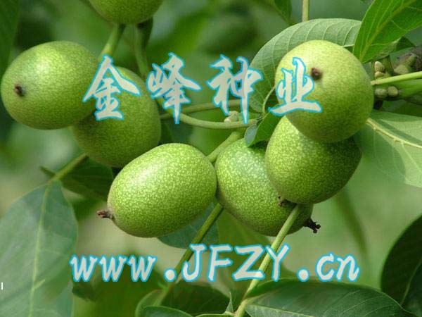 ����һ�ű��Ǻ���