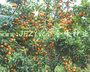 �޺�ɰ�ǽ�